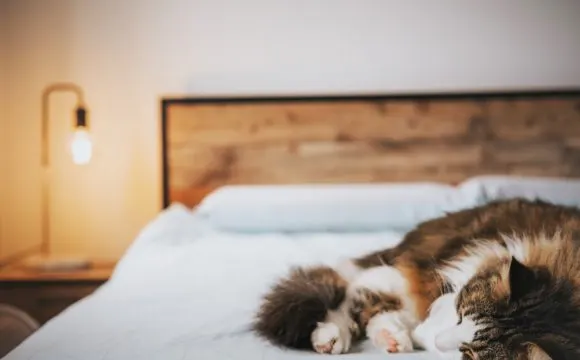 Sleep Disorders And Stress