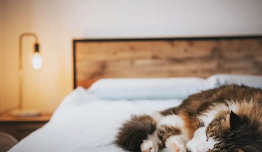 Sleep Disorders And Stress